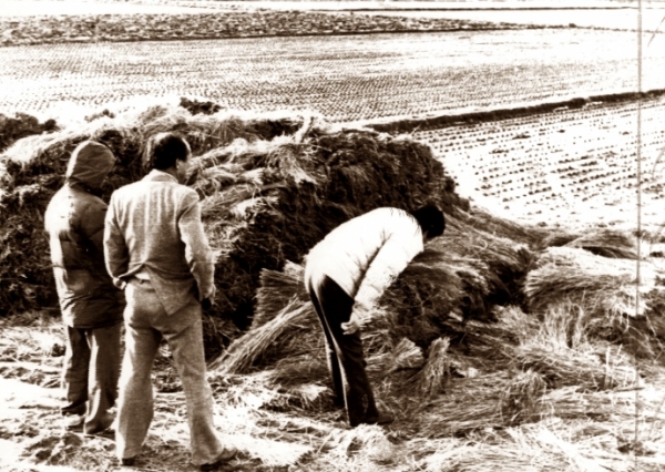 지난 1980년대 전국을 공포로 몰아넣고 우리나라 범죄사상 최악의 미제사건으로 남았던 화성연쇄살인사건의 유력 용의자가 드러났다. 18일 경기남부지방경찰청은 이 사건의 유력한 용의자로 현재 수감 중인 A(50대) 씨를 특정했다고 밝혔다. 사진은 1987년 1월 5차 사건 현장인 화성 황계리 현장을 경찰이 살펴보고 있다. 사진=연합