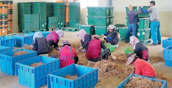 아프리카돼지열병의 여파로 ‘파주개성인삼축제’가 취소되면서 지역 인삼농가들이 직격탄을 맞은 가운데 지난 18일 파주시 파평면 김포파주인삼농협 경제사업장에서 일부 작업자들만 모여 인삼 분류작업을 하고 있다. 인삼농가들은 취소된 축제를 대신할 소규모의 인삼직거래장터를 운영키로 했으나 이 마저도 가격 급락 등으로 어려움을 호소하고 있다. 김태희기자