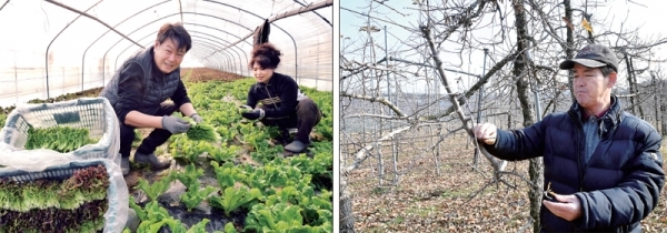 최근 겨울답지 않은 포근한 이상기온이 계속되면서 도내 농가들의 희비가 엇갈리고 있다. 14일 (왼쪽부터) 난방비 부담이 크게 줄어든 용인시 포곡읍의 한 시설채소 농가에서 부부가 상추를 수확하며 환하게 웃고 있다. 이천시 대월면의 한 과수농가에서 농장주가 과수의 냉해를 걱정하고 있다. 전형민기자