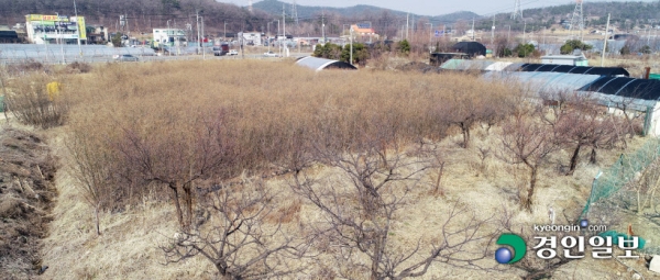 광명·시흥 3기 신도시 예정부지 땅 투기 의혹으로 직위해제 된 LH(한국토지주택공사) 직원이 또 다른 시책사업 개발예정지를 투기목적으로 취득한 사실이 드러났다. 10일 투기의혹을 받는 LH 직원이 경매를 통해 취득한 시흥시 정왕동 V-city 개발예정지에 버드나무 수만 그루가 빈틈없이 식재돼 있다. 2021.3.10 /김금보기자