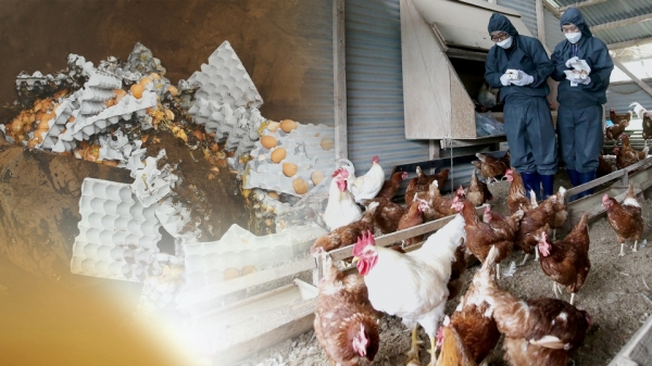 산란계 농가와 폐기되는 계란. 위 사진는 해당기사와 직접 관련이 없습니다./연합뉴스 자료사진