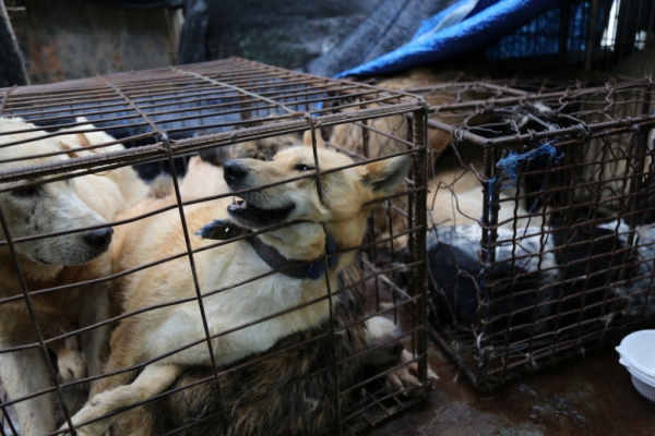 지난 8월 동물권행동 카라는 여주시 능서면 왕대리의 야산에 있는 불법 개 도살장을 적발했다. 사진은 도살 전 철창 속에 갇힌 개의 모습. /동물권행동 카라 제공