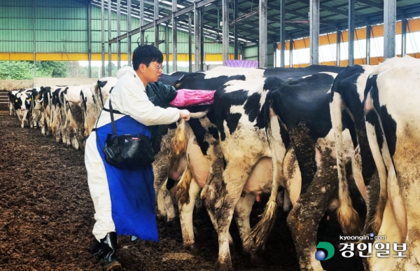 축산업 발전의 핵심축을 담당하고 있는 필수인력인 대동물 수의사가 부족한 실정이라 양성을 위한 실질대책이 필요하다는 지적이다. 19일 오전 한 대동물 수의사가 화성시 장안면 축산농장에서 젖소들을 진료하고 있다. 2022.9.19 /이자현기자