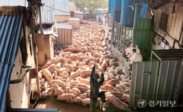 강원도에 이어 김포•파주시 돼지농장에서 아프리카돼지열병(ASF)이 확인되면서 도내 방역당국 및 축산농가에 비상이 걸렸다. 29일 오전 ASF 확진 판정을 받은 김포시 한 양돈농가에서 관계자들이 살처분을 위해 돼지들을 이동시키고 있다. 조주현기자
