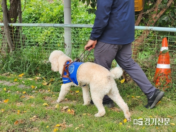 ▲ 한국장애인도우미견협회에서 시각장애인도우미견 훈련을 받은 ‘소라’. (사진=강현수 기자)