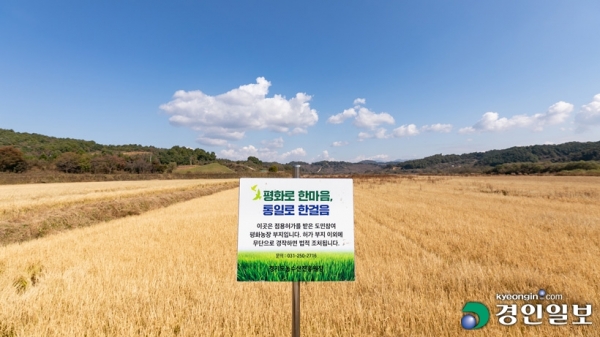 13일 도에 따르면 도는 지난해부터 연천군 왕징면 강내리 군남댐 홍수조절지 일원 9만4천623㎡에서 '평화경작지' 조성사업을 진행하고 있다. 사진은 평화경작지의 모습. /경기도 제공