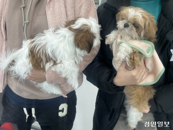 화성번식장에서 구조된 모견 ‘콩시츄 브린이’(오른쪽) 크기가 구조 후 태어난 강아지(왼쪽)보다 작다. 2024.1.8 /이영지기자